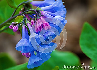 Virginia Bluebells â€“ Mertensia virginica Stock Photo